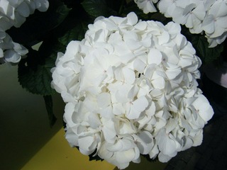 DSCF0197.jpg