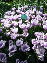DSCF0201.jpg