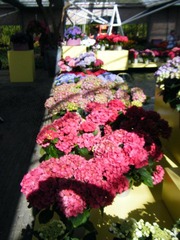 DSCF0202.jpg
