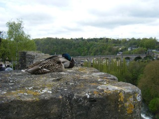 DSCF0315.jpg