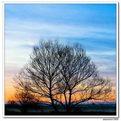 tree2