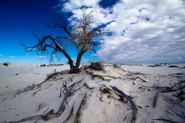 A tree on dunes