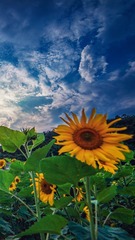 5CE85DFD-967B-4F39-898D-F2E76B4595FF/L0/001