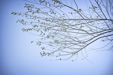 树