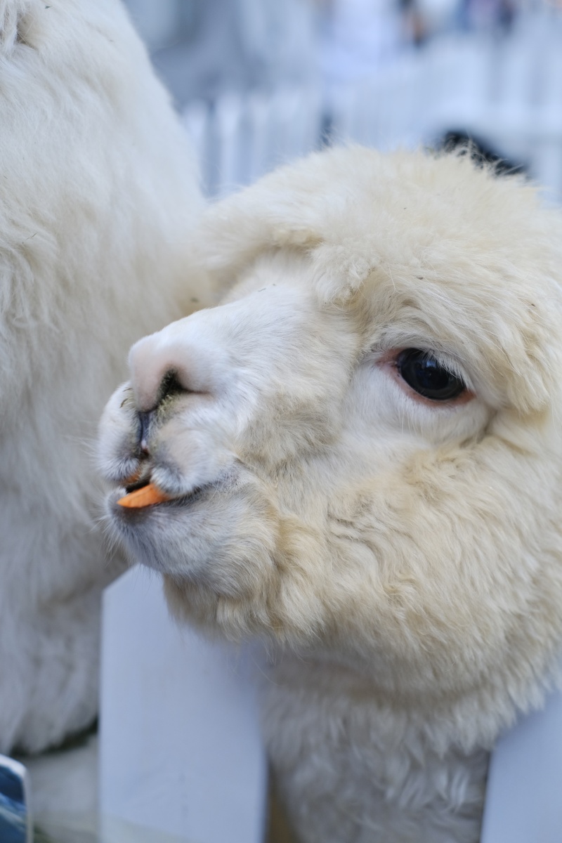 遇到几只羊驼驼太可爱了