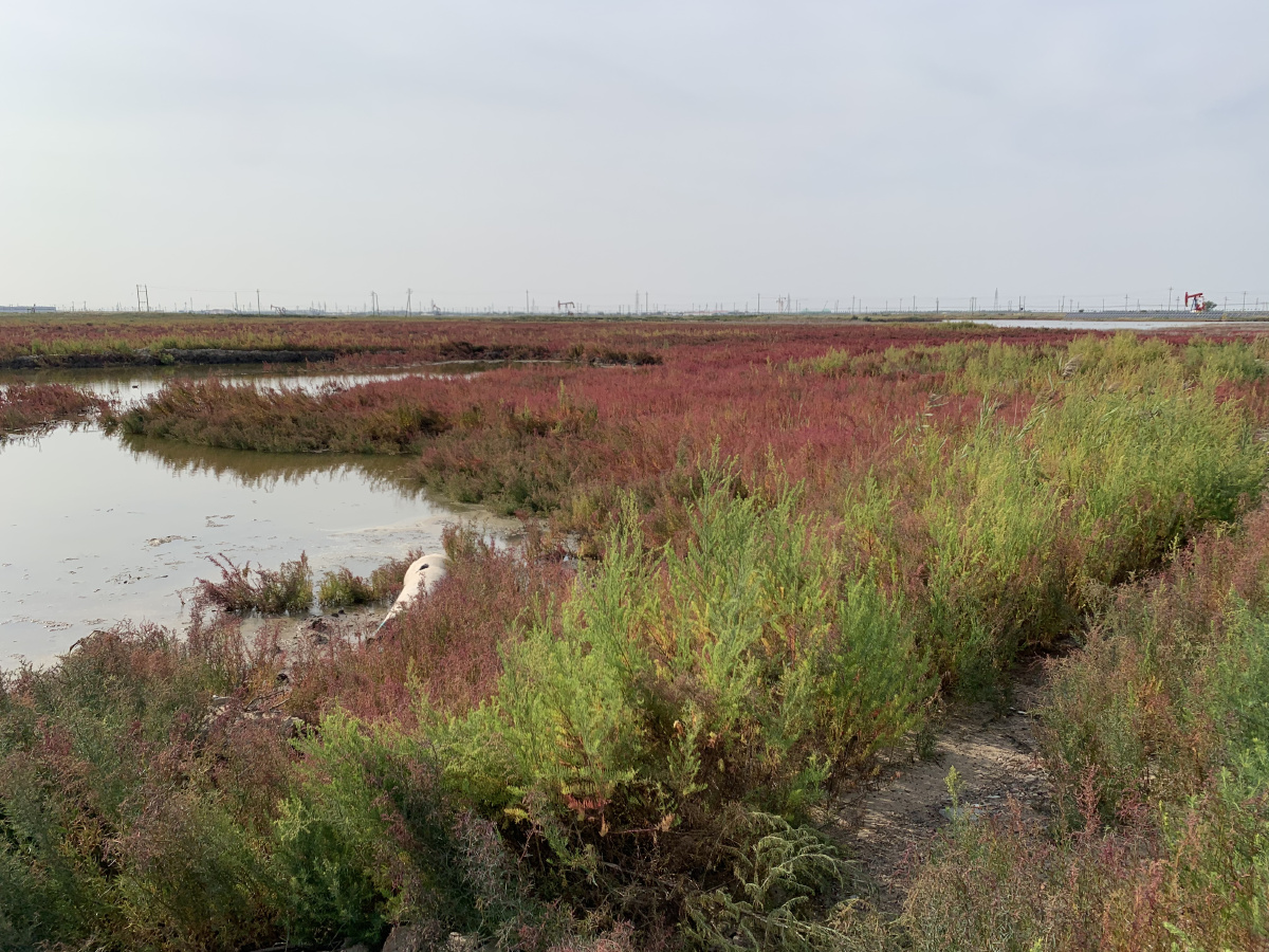 盐碱地蓬碱草火红
