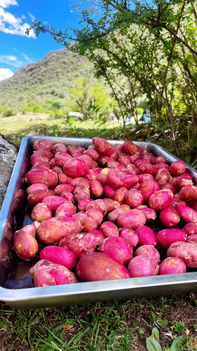 西藏高原小土豆