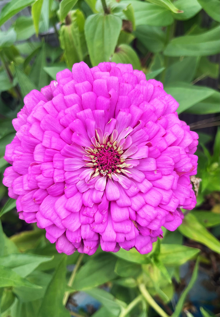 一朵华丽的百日菊 - 花花菜菜 - 图虫