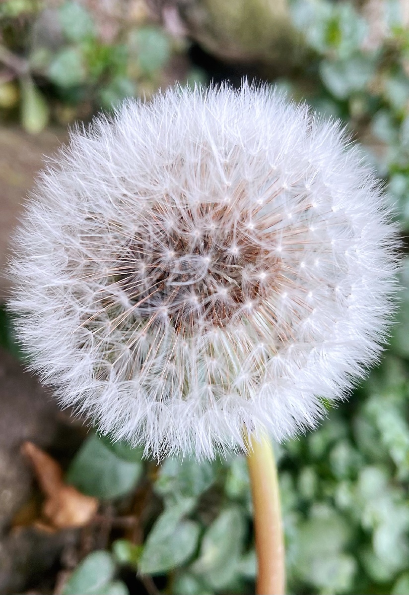 超大朵蒲公英 - 花花菜菜 - 图虫