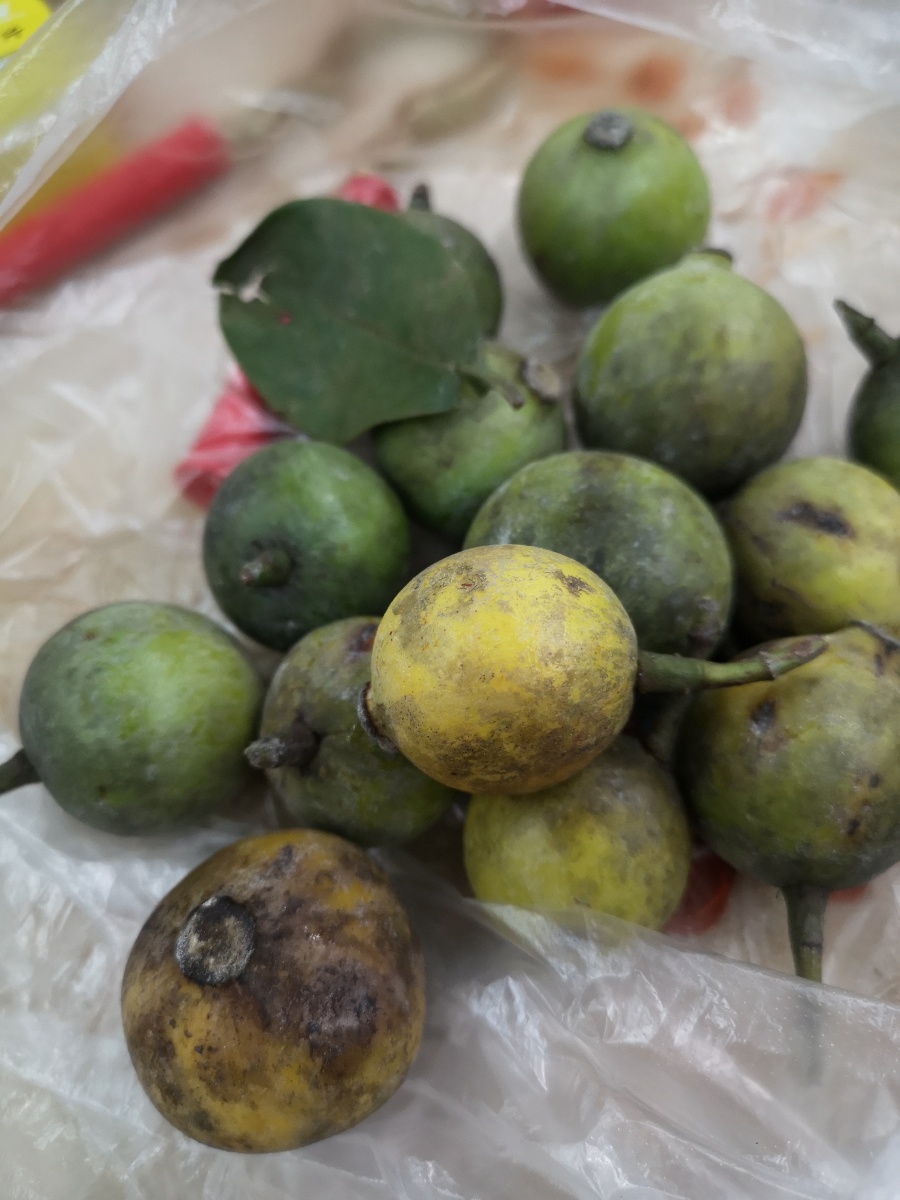 许多人记忆中的童年味道岭南特产竹节子黄牙果酸筒子