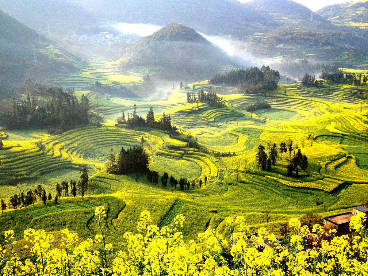 2021年罗平油菜花已经盛开了此图是2月25日在螺丝田景点拍摄的