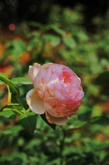 D7602FEA-BE98-4A72-B89C-40B21589B3B8/L0/001
