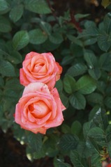9A2E1BBD-18F9-4CBE-B63E-2A86FA6C8988/L0/001