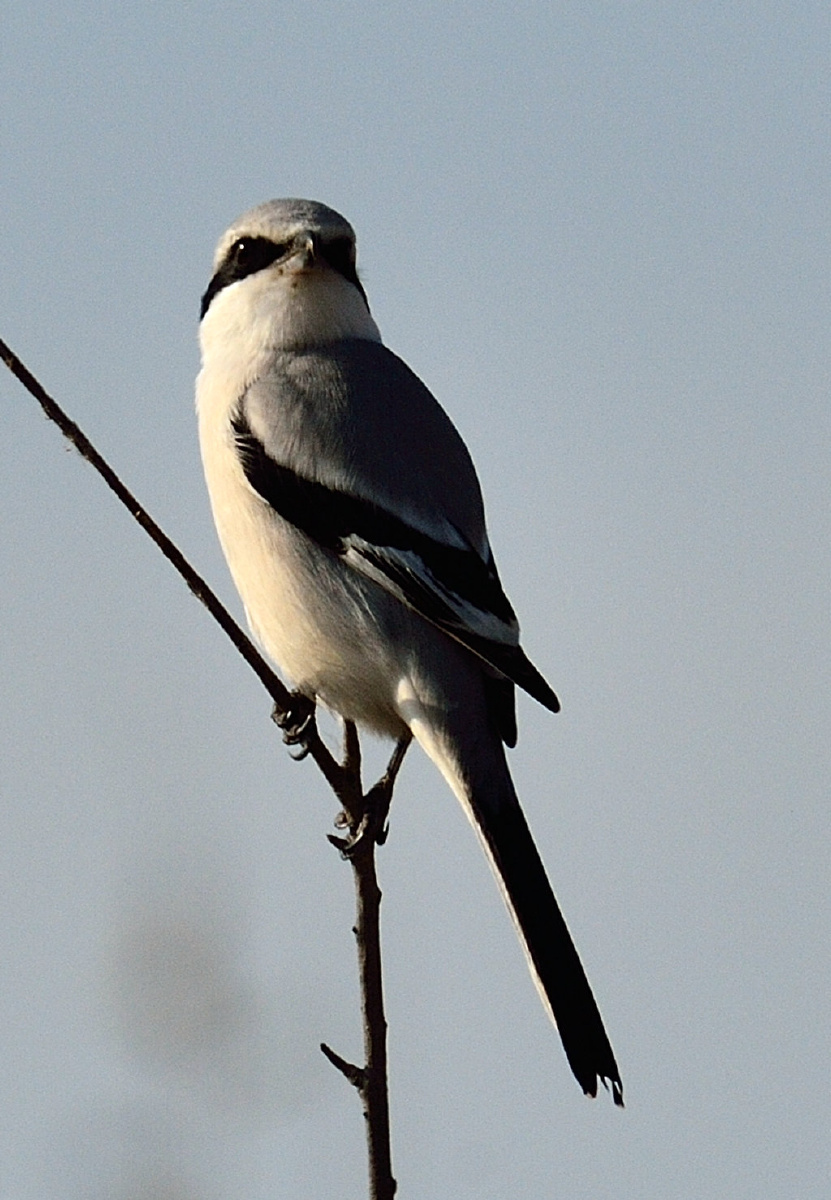 (学名:lanius sphenocercus)为伯劳科伯劳属的鸟类,俗名长尾灰伯劳