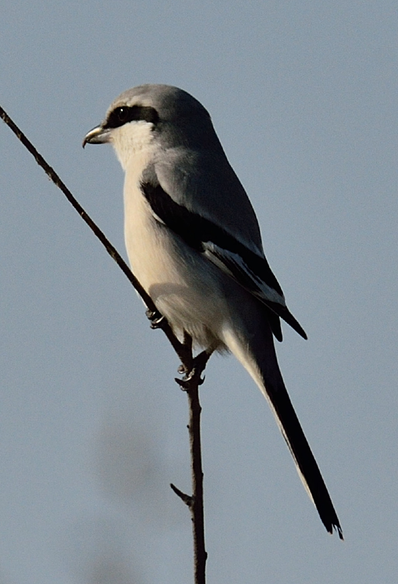 (学名:lanius sphenocercus)为伯劳科伯劳属的鸟类,俗名长尾灰伯劳