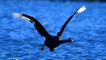 BA85F271-53E8-4D19-B6EA-2C750F302217/L0/001
