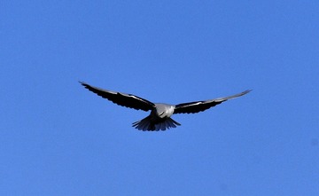 EA193B55-A61B-4E96-82B2-78001A09374B/L0/001