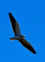 52B09AAF-3E61-4318-B7FB-E425DF2096F7/L0/001