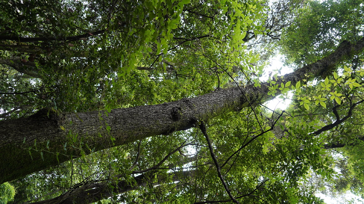 森林古树苍翠古朴生机勃勃