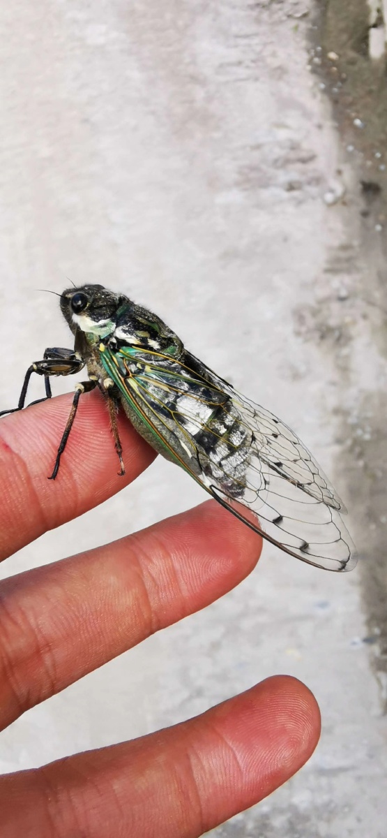 云南怒江大峡谷高黎贡山蝉