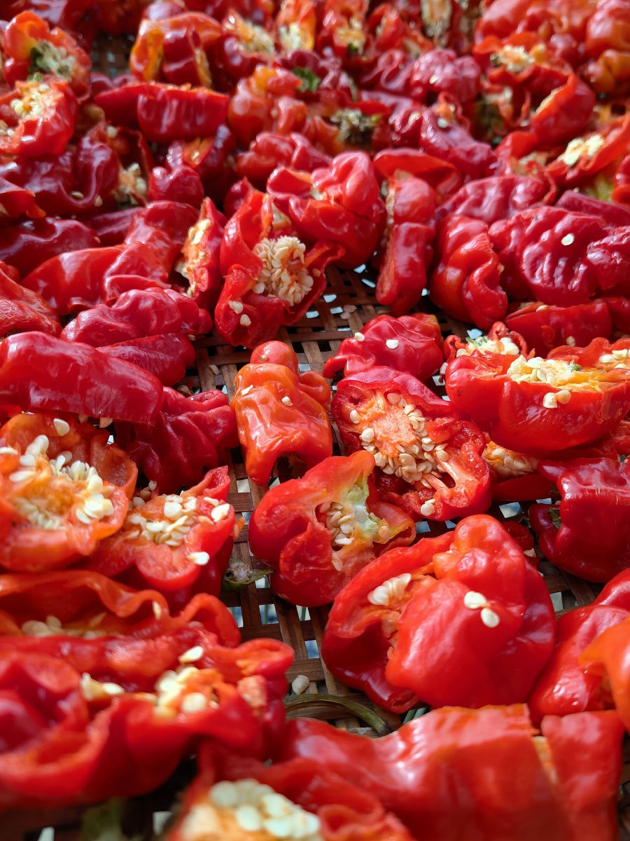 美丽的红辣椒, - 云南阿波 - 图虫