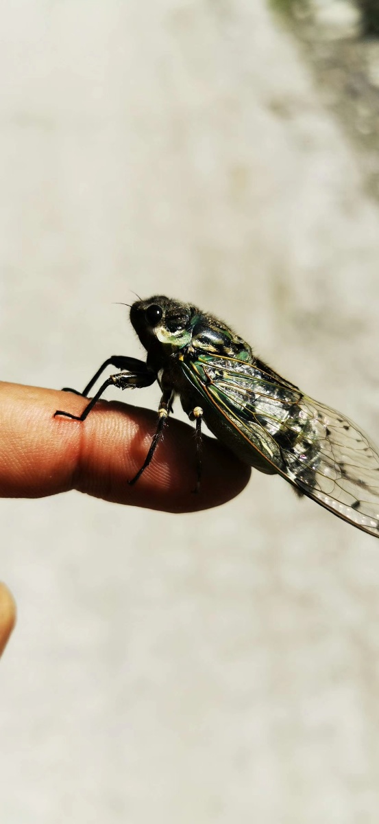 云南怒江大峡谷高黎贡山蝉