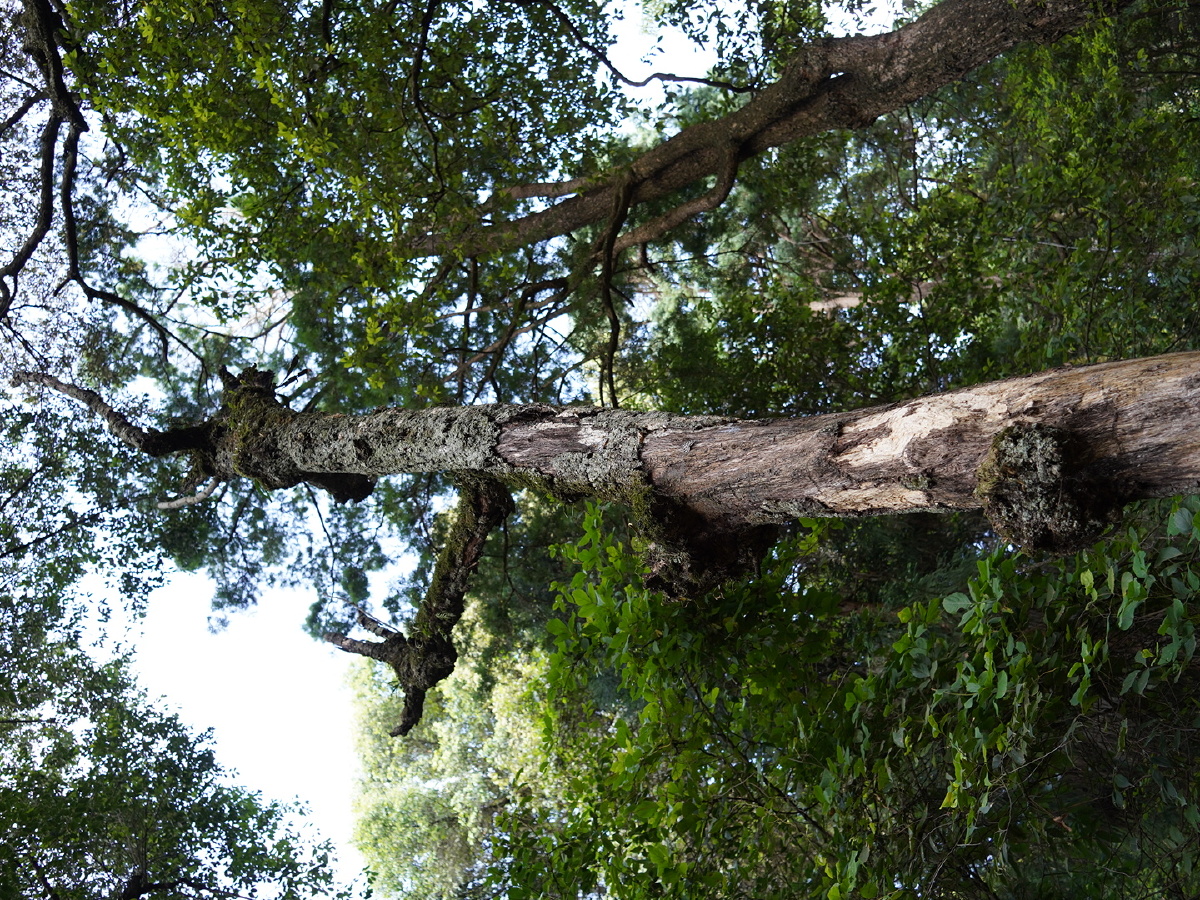 云南古树 - 云南阿波 - 图虫