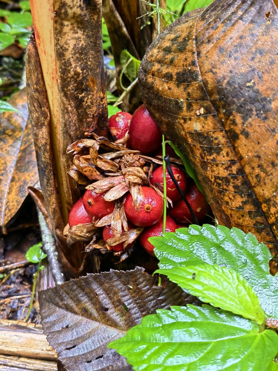 云南怒江大峡谷高黎贡山草果