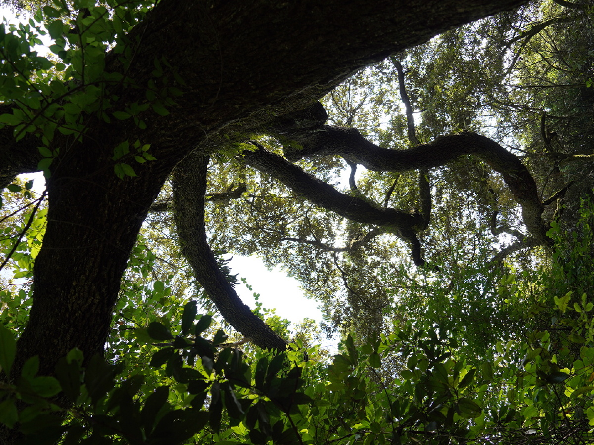 云南古树 - 云南阿波 - 图虫