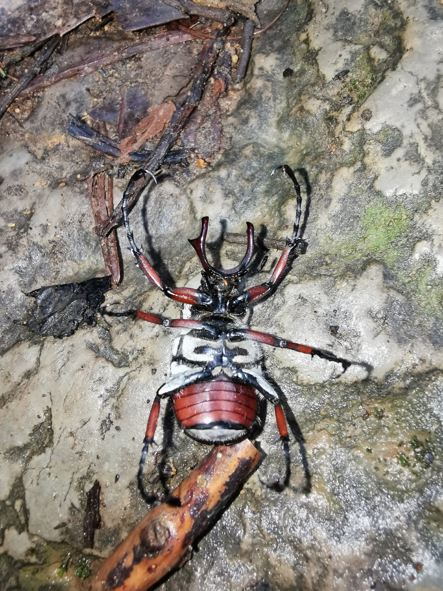 可爱的云南森林大甲虫