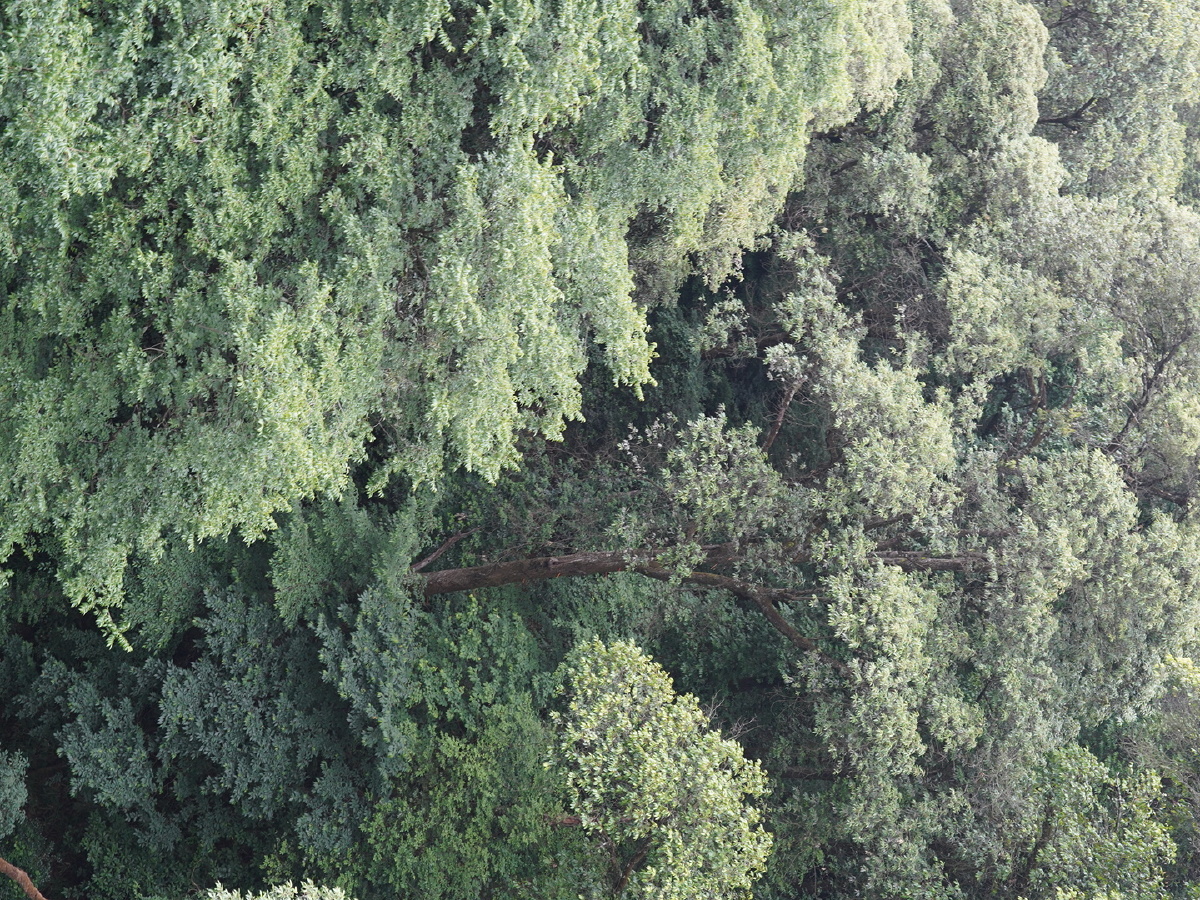 深山密林