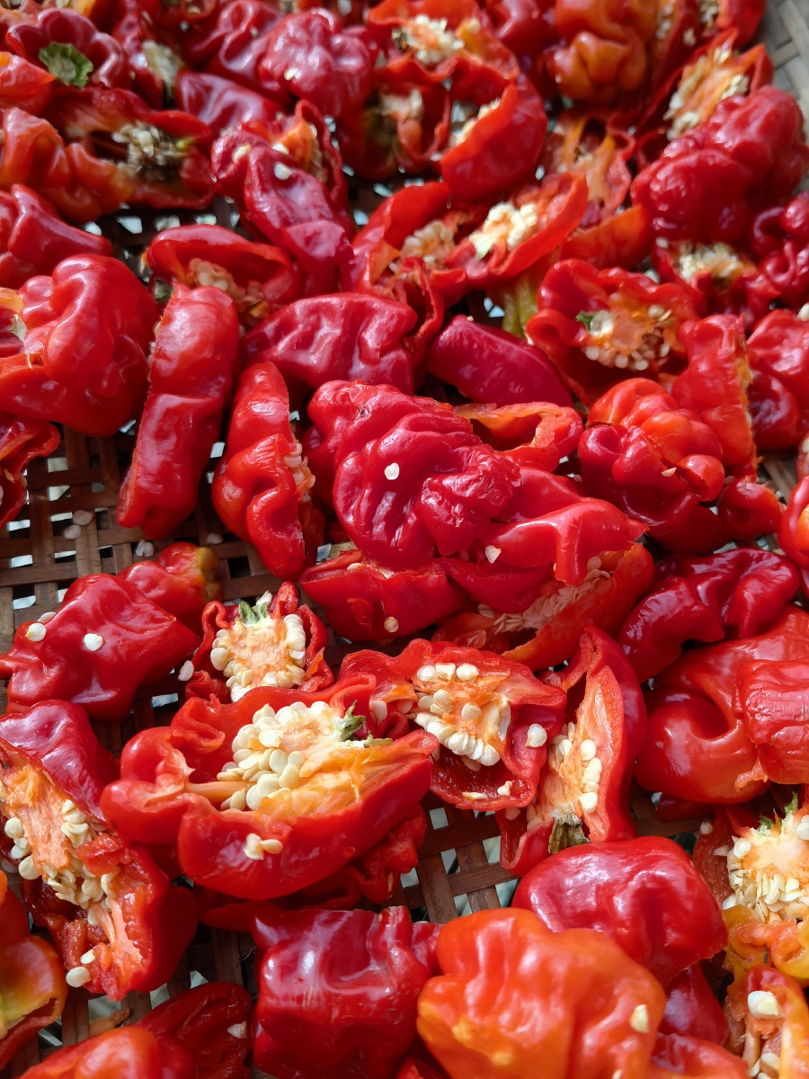 美丽的红辣椒, - 云南阿波 - 图虫