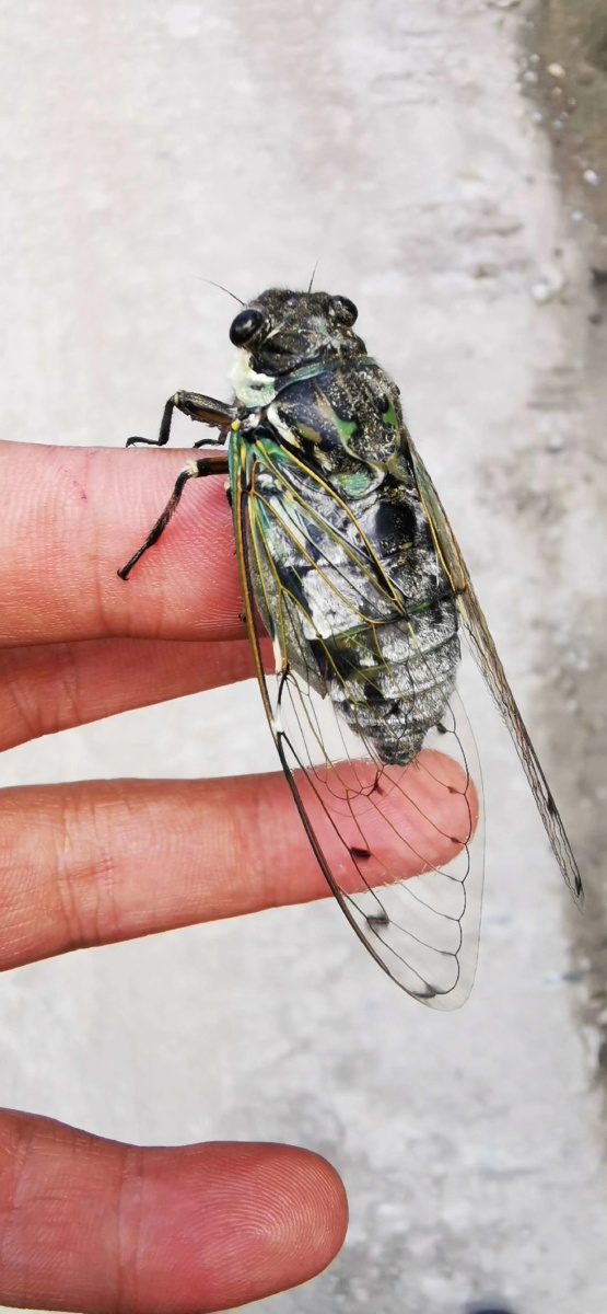 云南怒江大峡谷高黎贡山蝉