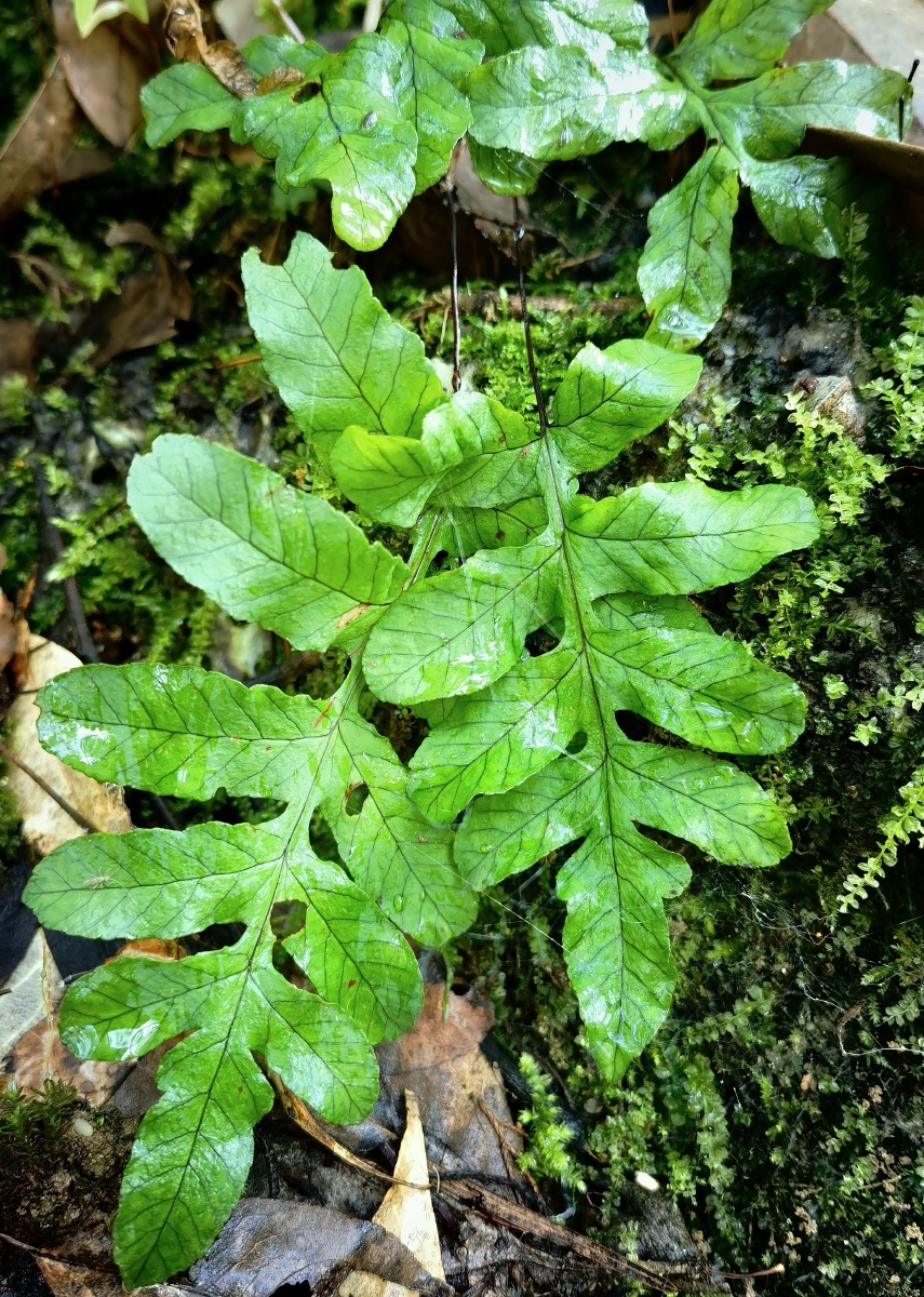 云南九月美丽的野生蕨类植物. - 云南老表阿波 - 图虫