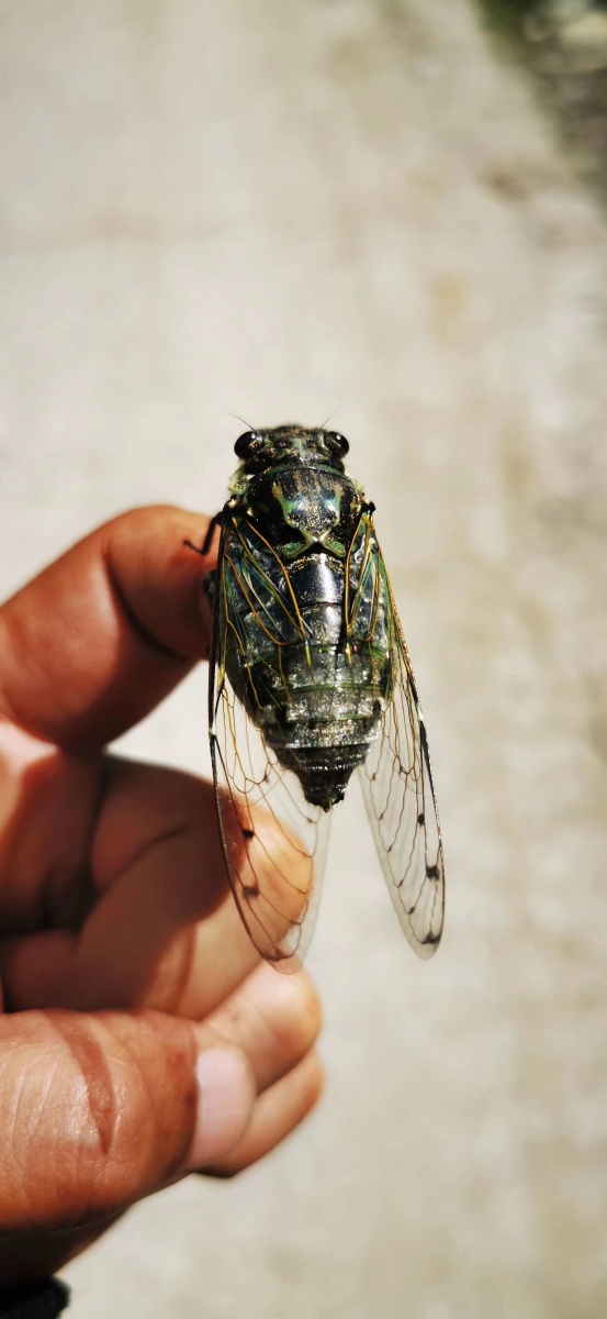 云南怒江大峡谷高黎贡山蝉