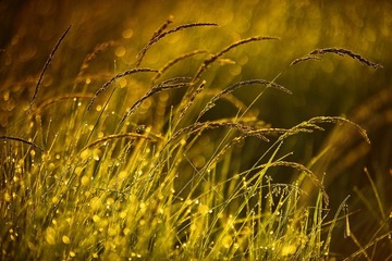 Grassland