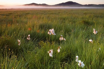 Grassland