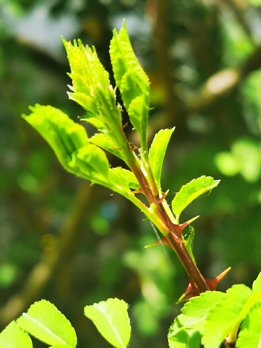 叶绿形不同植物叶子绿色形状各异