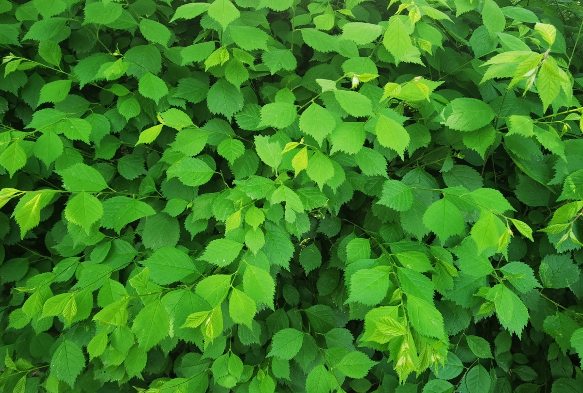 叶绿形不同植物叶子绿色形状各异