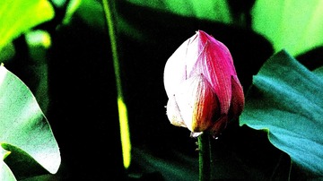 132067