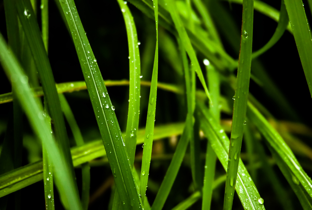绿荫幽草胜花时