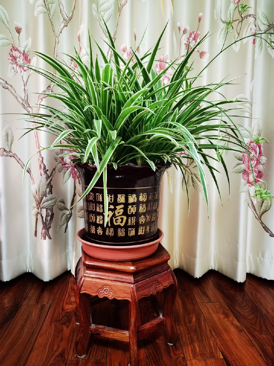 绿植- 紫气东来友 - 图虫