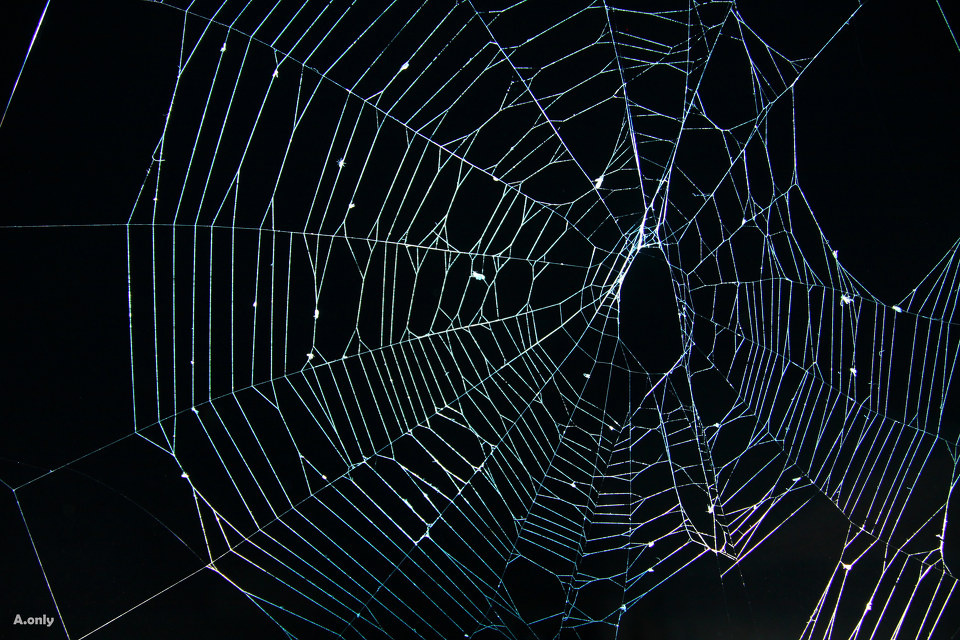 蜘蛛网.