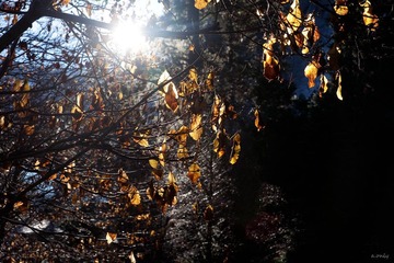 morning sunshine