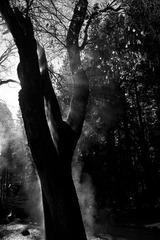 game of light