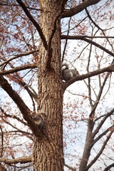 animal