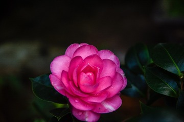 1D6C90D6-B6C6-4B18-8539-24D8E480DC7A/L0/001