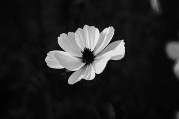 8A2666CD-9BA6-431A-95E8-6046DAB2AE1B/L0/001