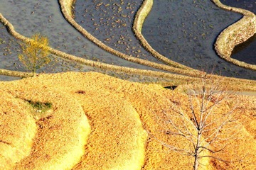 田