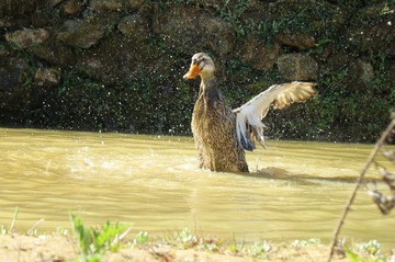 春江水暖